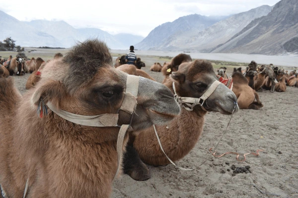  Ride the Bactrian camels