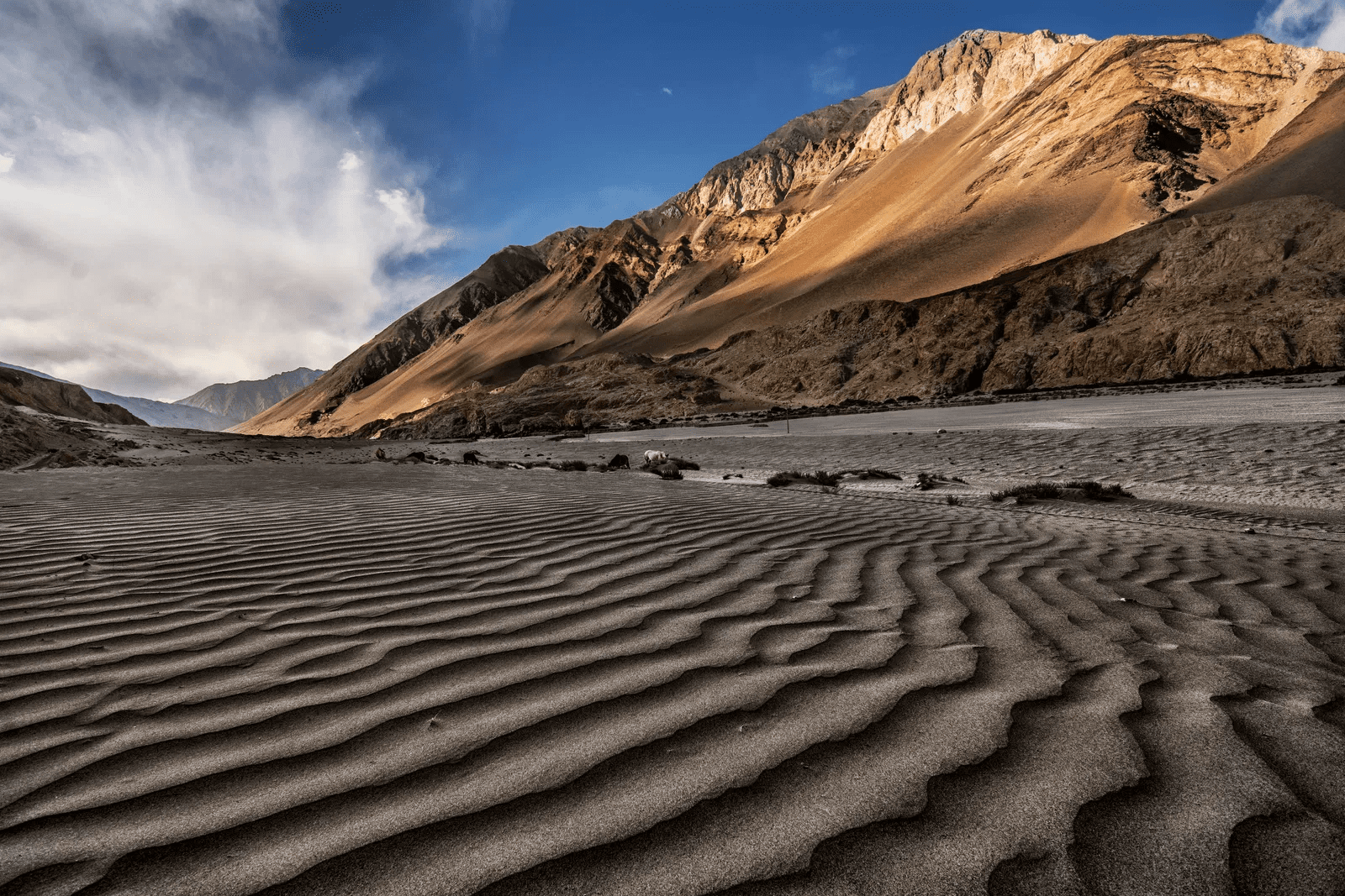 Forts, Polo Grounds & Desert Light