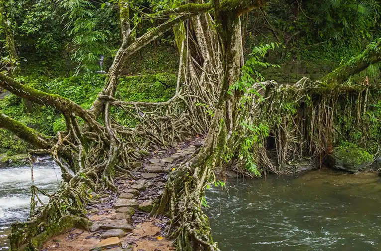 Root Bridges, Caves & Waterlight