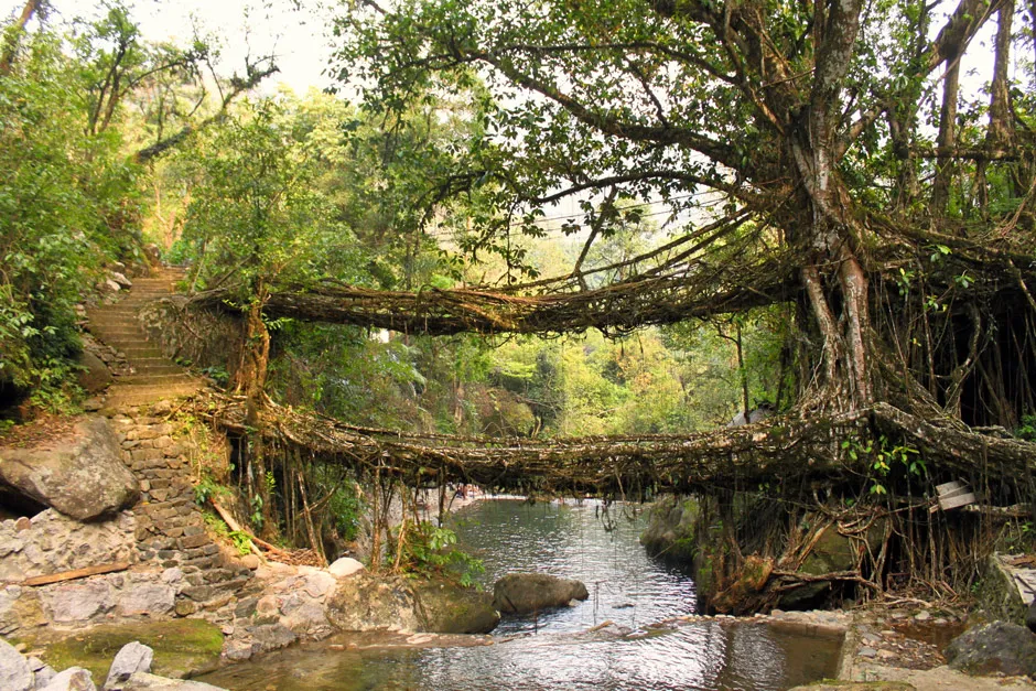 SINGLE ROOT BRIDGE & HIDDEN GEMS