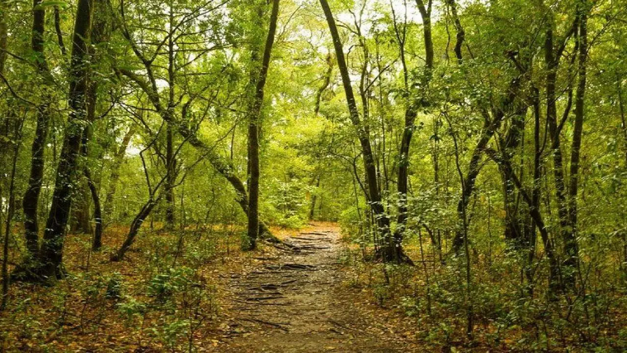 SHILLONG – CULTURE, FORESTS &FLAVORS