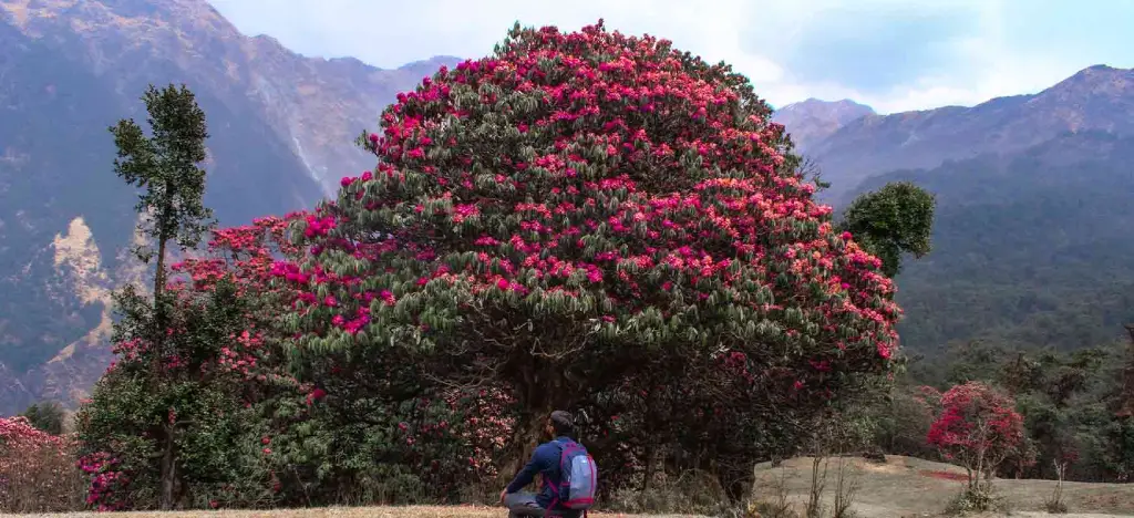 Rhododendron Trails in Barsey