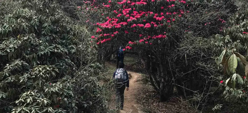 Rhododendron Trail