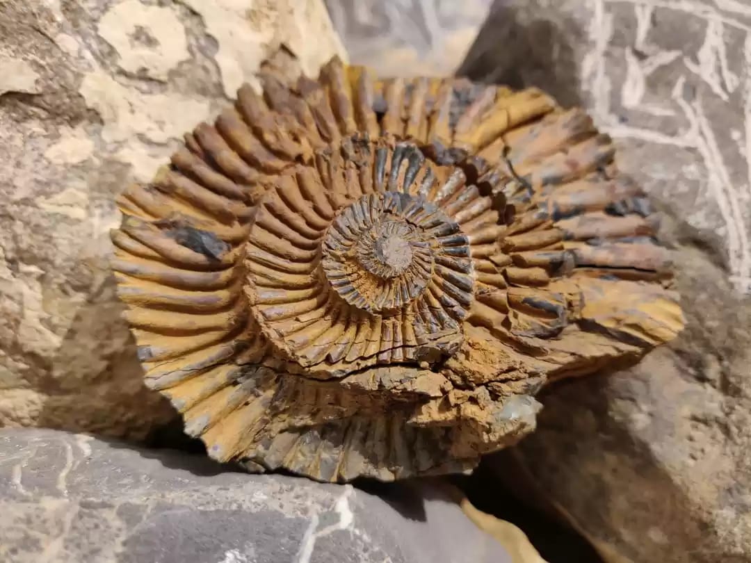 Fossil hunting at Langza